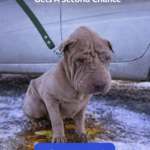 Dog Abandoned In The Rain Gets A Second Chance