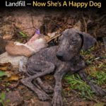 Chula: From a Desolate Landfill to a Home Filled with Love