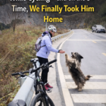 From Stranger to Family: The Journey of 5 Encounters and a Life-Changing Decision for a Stray Dog
