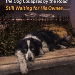 Too Exhausted and Hopeless, the Dog Collapses by the Road Still Waiting for His Owner