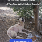 Only 0.1% Chance to Survive… The Old Dog Crawled Under a Tiny Tree With His Last Breath!