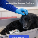 No one knew what he went through, until the vet cried and revealed the truth