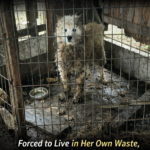 From a 2-Square-Meter “Dungeon” to a Miraculous Rebirth: Shinju’s Journey