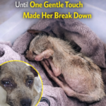 From Trash to Treasure: The Heart-Touching Journey of a Little Dog Named Sadie