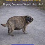 Abandoned Pregnant Dog Kept Wagging Her Tail and Smiling, Hoping Someone Would Help Her!