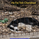 Joe: From an Abandoned Garden to a Journey of Restored Trust