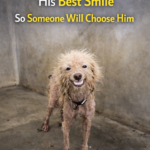 A Smile That Changed Fate: The Journey from a “Scruffy” Shelter Dog to a Fluffy Gentleman