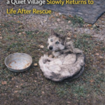 Starving Husky Found Collapsed in a Quiet Village Slowly Returns to Life After Rescue