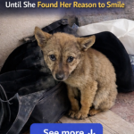 A Stray Puppy Secretly Moved Into Our Unfinished House… I Never Expected Her To Become Family!