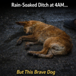 Found Dying in a Rain-Soaked Ditch at 4AM… But This Brave Dog Refused to Give Up!