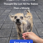The Resilient Journey of a Poor Mother Dog: A Miracle Amidst Loss