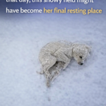 If I hadn’t happened to pass by that day, this snowy field might have become her final resting place