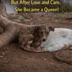 They Treated Her Like Trash… But After Love and Care, She Became a Queen!