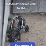 The Miraculous Revival of an Abandoned Dog with a Broken Wheelchair