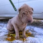 Dog Abandoned In The Rain Gets A Second Chance