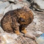 From Garbage to a Warm Home: The Miraculous Recovery of Little Boblick