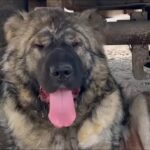 Unwanted and Suffering — Until We Came and Changed Her Life Forever