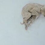 If I hadn’t happened to pass by that day, this snowy field might have become her final resting place