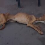 Her Back Bent From Hunger And Her Tears Fell When I Stopped By Her Side And Offered Help…