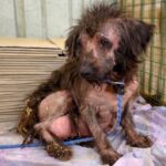 Lillian: From Frozen Terror to the Awakening of Trust