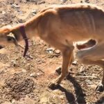Skinny, injured, and abandoned… This stray dog had a collar but no home, until he met her