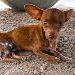 After Months of Brutality, This Tiny Dog Finally Realized It Was Safe — And Began to Cry