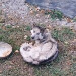 Starving Husky Found Collapsed in a Quiet Village Slowly Returns to Life After Rescue
