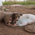 They Treated Her Like Trash… But After Love and Care, She Became a Queen!