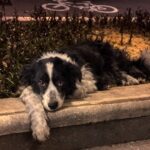 Too Exhausted and Hopeless, the Dog Collapses by the Road Still Waiting for His Owner