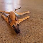 Called ‘Useless’ for 4 years, he wagged his tail the moment he could run again