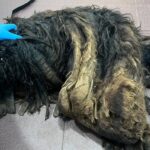 I Thought This Was a Pile of Trash… Until It Started Breathing