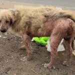 Please, stop ! People stone him, and he hides in a dark tunnel, crying all alone