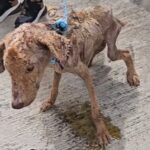 Being Shooed Away For His Whole Life, Ugly Puppy Cried When I Offered Food And Showed Him Love…