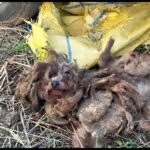 A Miraculous Transformation: Rescuing a Stray Dog Trapped in “Root-Like” Matted Fur