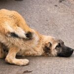 No One Helped As This Dog Cried On The Road — Until One Moment Changed Everything