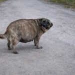 Abandoned Pregnant Dog Kept Wagging Her Tail and Smiling, Hoping Someone Would Help Her!