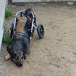 The Miraculous Revival of an Abandoned Dog with a Broken Wheelchair