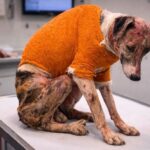 Dog Rescued From Burning House Makes An Incredible Recovery