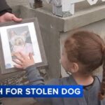 Family pleads for return of stolen therapy dog as child is left devastated