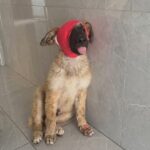 ‘Will I be blind forever?’ He wagged his tail the moment he sensed a miracle