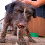 Dog Waits For Her Owner For Months… Then Begins A New Life