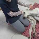 Called ‘Useless’ for 6 years, he cried the moment he felt his back legs again