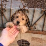 A Journey of Rebirth: From the Depths of Despair to a Loving Home