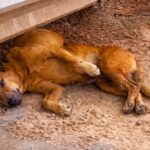 This 3-Legged Dog Was Terrified Of Everyone… Then One Moment Changed Everything