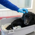 No one knew what he went through, until the vet cried and revealed the truth