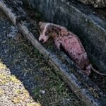 Starving since birth, he couldn’t believe how love changed his life forever