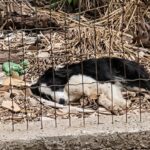 Joe: From an Abandoned Garden to a Journey of Restored Trust