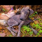 Chula: From a Desolate Landfill to a Home Filled with Love