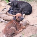 Masha and Dasha: From a Wasteland Dump to a Journey of Warming Lonely Hearts