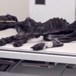 She Was Left in ER With Zero Chance… 365 Days of Tears For This Lifeless Dog